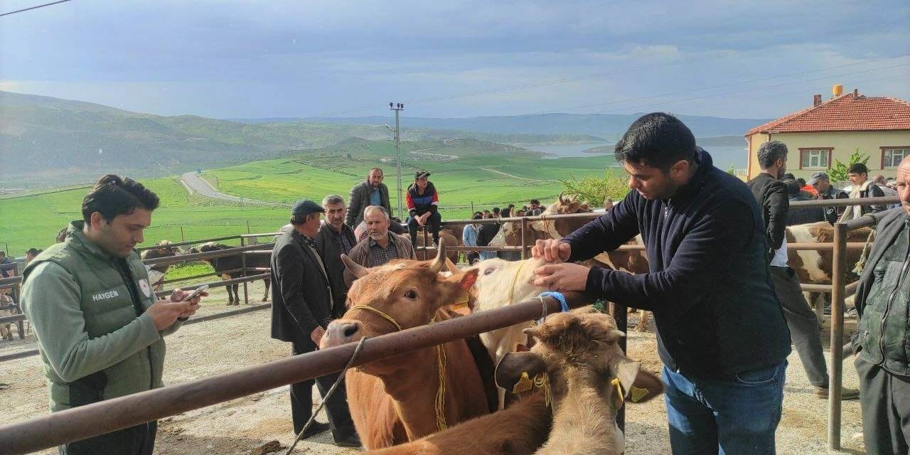 Yozgat’ta Canlı Hayvan Pazarlarında Şap Hastalığına Karşı Sıkı Tedbirler Sürüyor