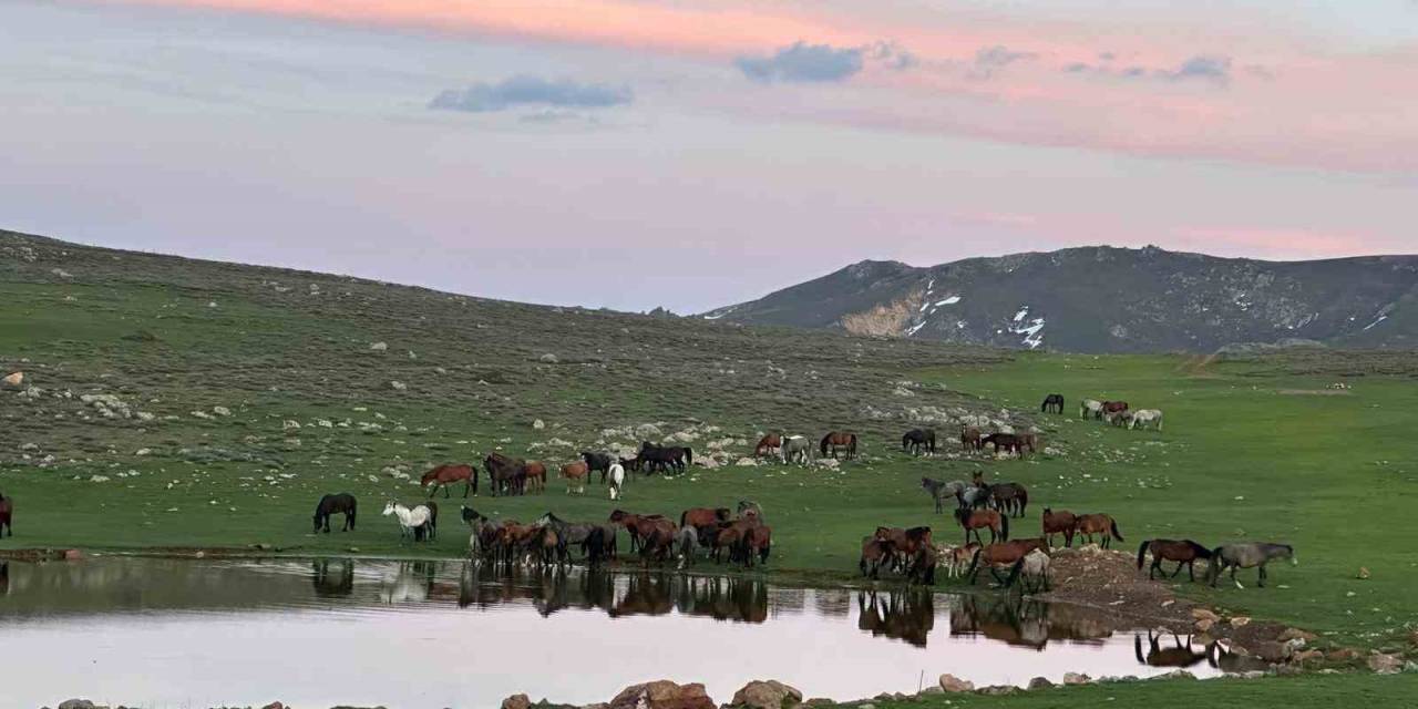 Göletlerden Su İçen Yılkı Atlarının Görüntüsü Amatör Kameralara Yansıdı