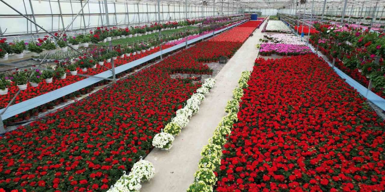 Süs Bitkileri Sektöründe Anneler Günü Telaşı