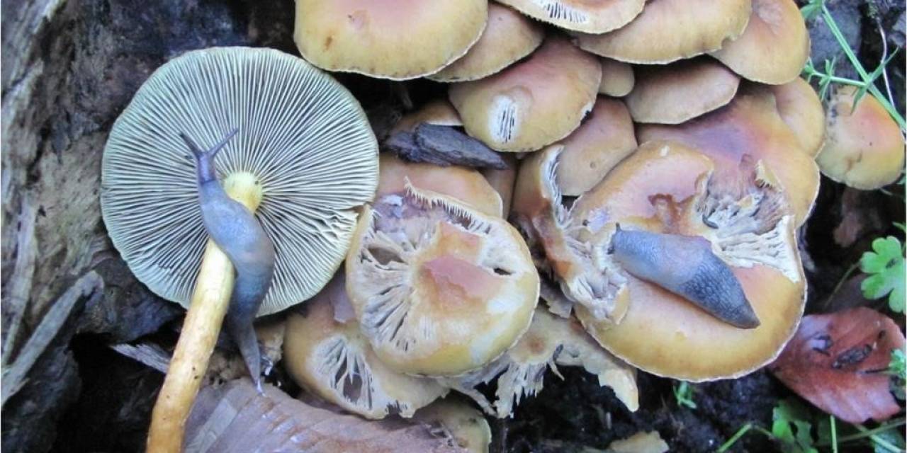 Türkiye’de Mantar Ölümlerinin Yüzde 95 ’köygöçüren’ Mantarından Kaynaklanıyor