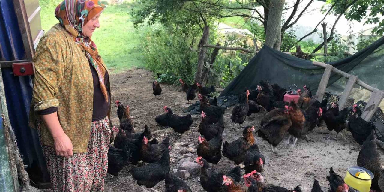 Üreticilere Yüzde 50 Hibeli Yumurta Tavuğu