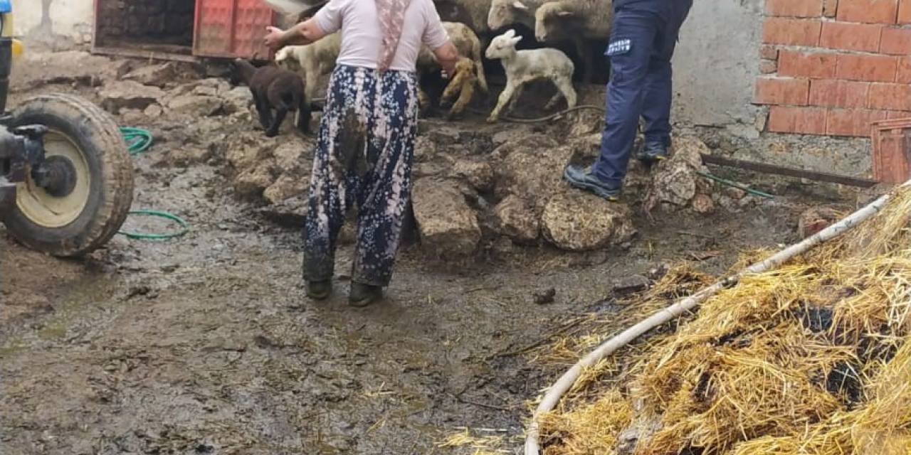 Hayvan Damında Yangın Çıktı, Onlarca Küçükbaş Hayvan Kurtarıldı