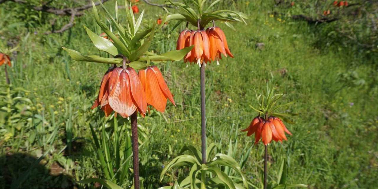 Şırnak’ta Ters Laleler Son Demlerini Yaşıyor