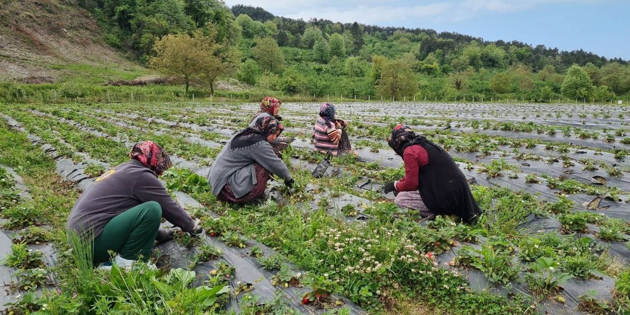 Osmanlı Çileği Üreticileri Hasat İçin Gün Sayıyor