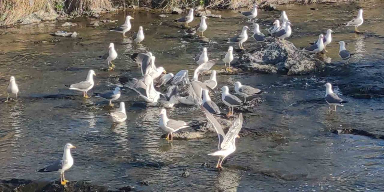 Martıların İnci Kefali Avı