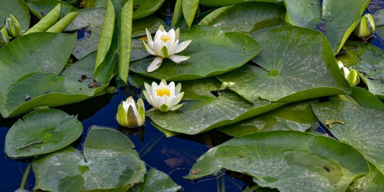 Koruma Altındaki Nilüferler Görsel Şölen Sunuyor