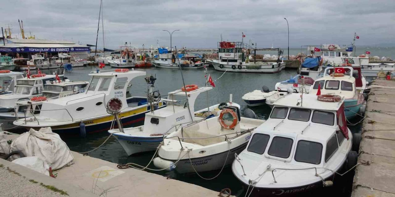 Karabiga’da Jumbo Karides Av Sezonu 15 Mayıs’ta Başlıyor