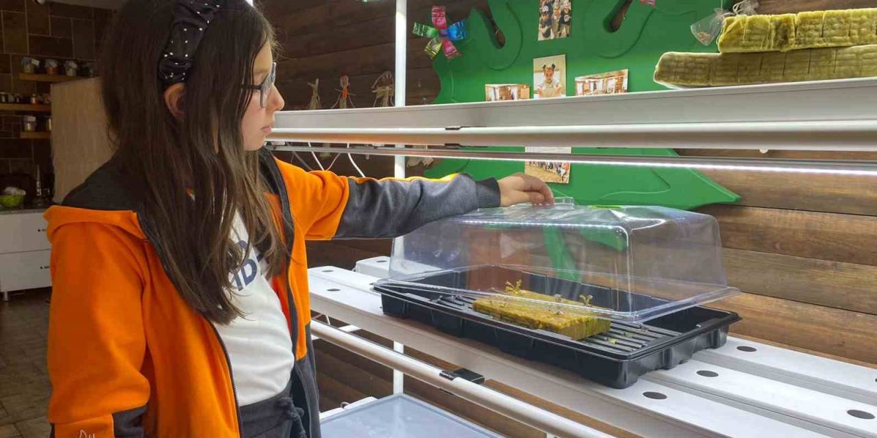 Mba Okullarında Dikey Tarım Uygulamaları Başladı