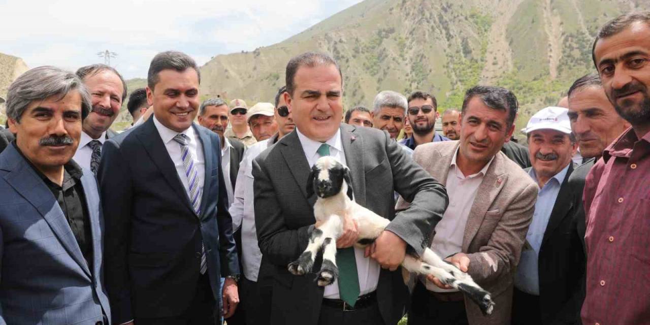 Hakkari’de 200 Besiciye 4 Bin Küçükbaş Hayvan Dağıtımına Başlandı