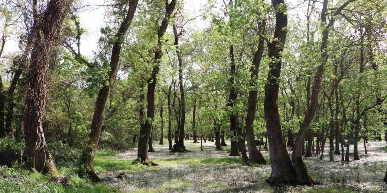 Kuş Cenneti’nde Su Papatyası Güzelliği