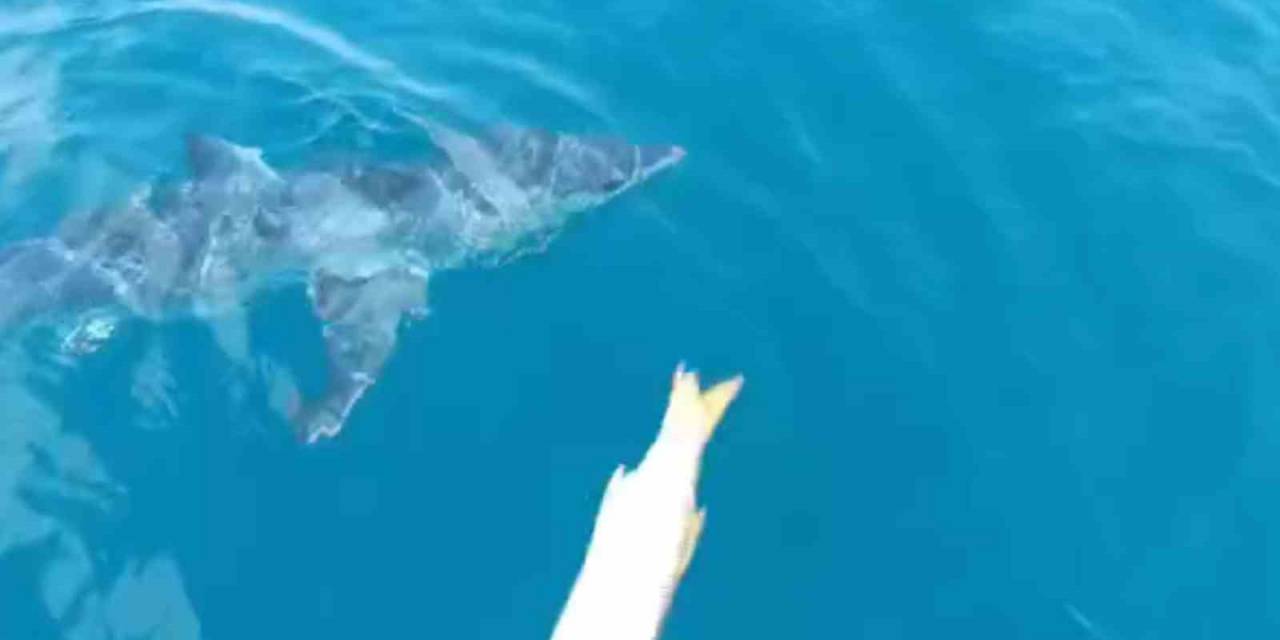 Antalya’da Köpek Balığının Balıkçı Teknesine Yaptığı Davranışları Uzman İsim Yorumladı