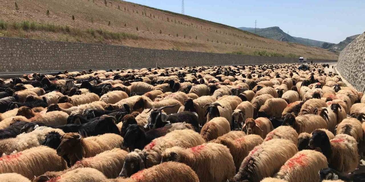 Göçerlerin Zorlu Yayla Yolculuğu Başladı