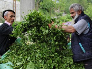 Çaykur 3.Sürgün Yaş Çay Alımlarına Başladı