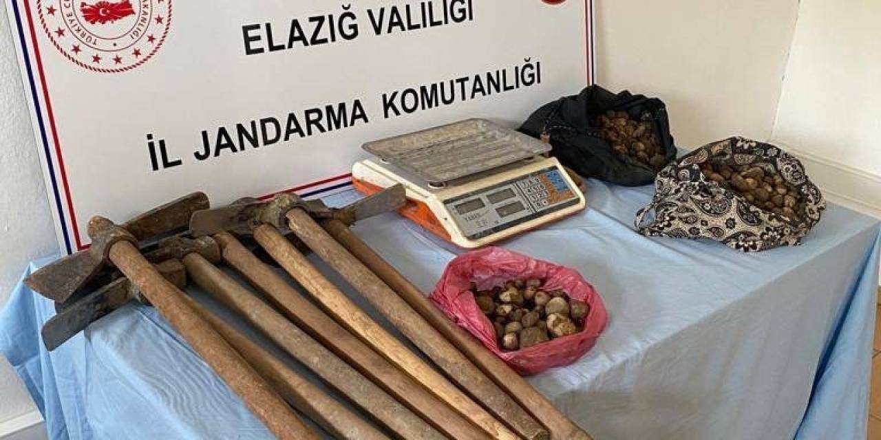 Elazığ’da Salep Sağanı Toplayan 4 Kişi Yakalandı