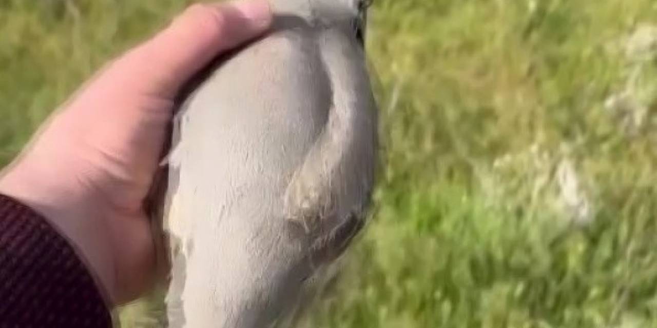 Yaralı Bulduğu Kekliğin Tedavisini Yaptıktan Sonra Doğaya Saldı