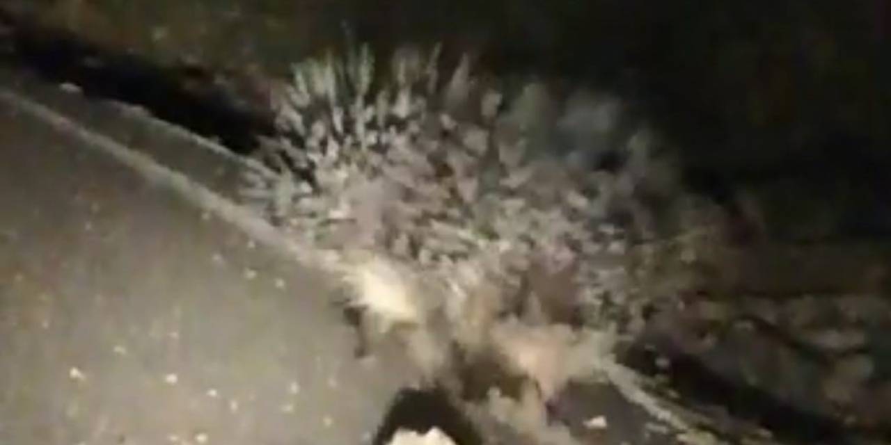 Oklu Kirpilerin Gece Gezintisi Vatandaşın Cep Telefonu Kamerasına Yansıdı