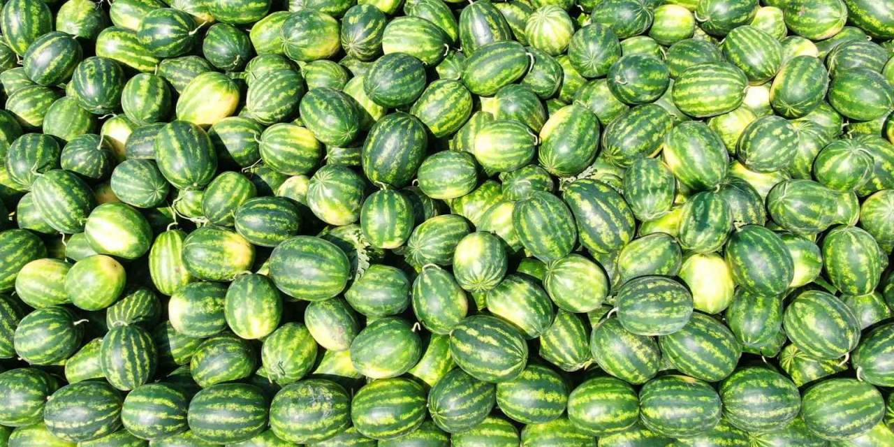 Tescilli Adana Karpuzu Hasat İçin Gün Sayıyor