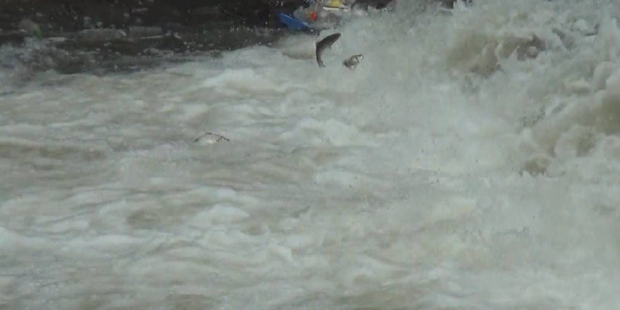 Kars’ta Balıkların ’ölüm’ Göçü Başladı