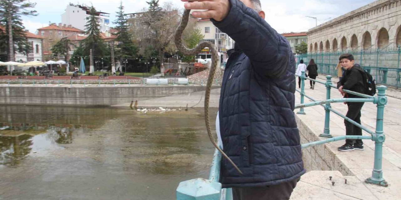 Konya’da Havalar Isındı, Yılanlar Ortaya Çıkmaya Başladı