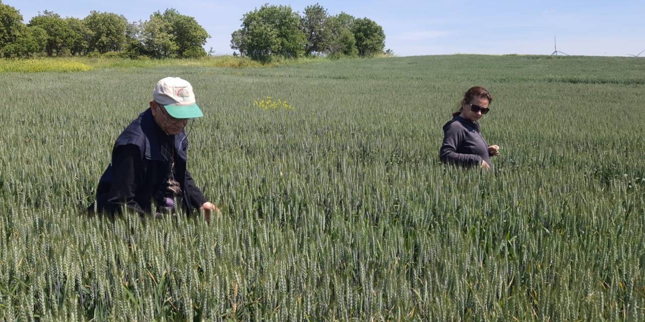 Süne Mücadelesi Çerçevesinde Sürvey Çalışmalarına Devam Ediliyor