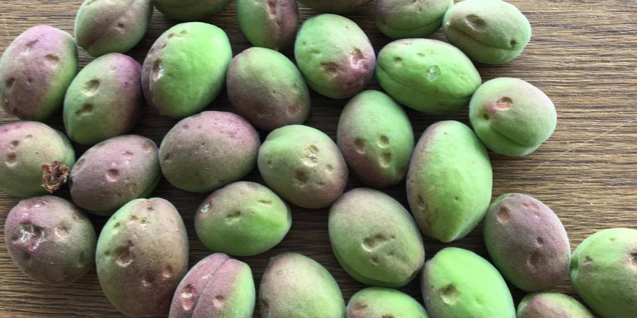 Malatya’da Dolu, Kayısı Bahçelerine Zarar Verdi