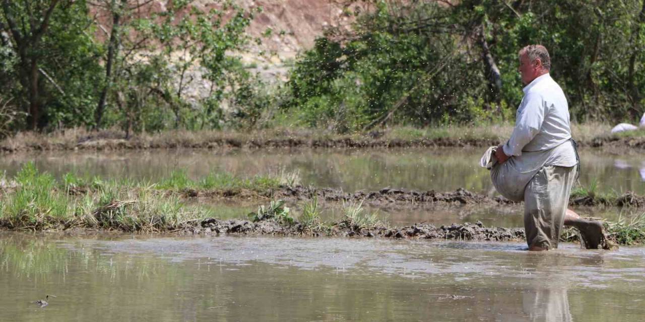 "çeltik Ekimi" Gecikmeli Başladı