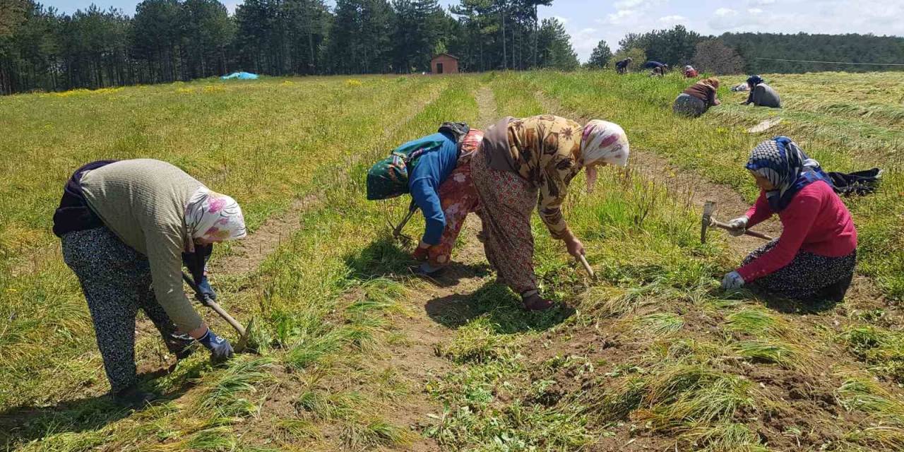 Kadın İşçiler Safran İçin Kolları Sıvadı