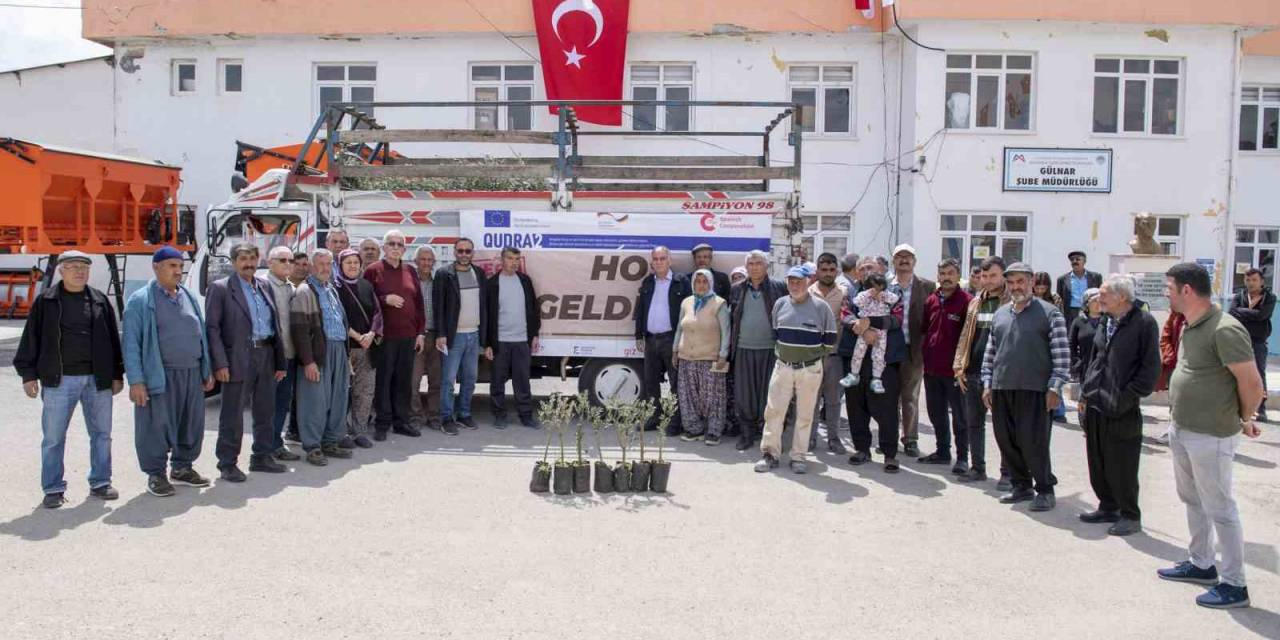 Gülnar’da 3 Bin Zeytin Fidanı Dağıtıldı