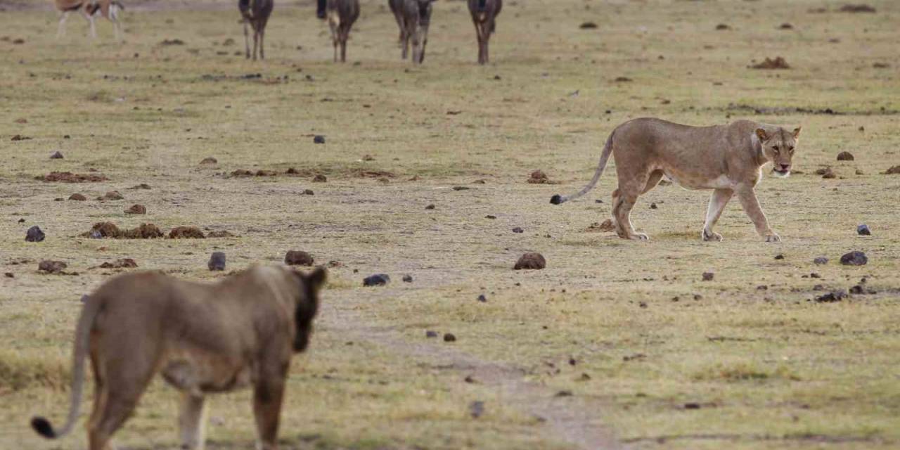 Kenya’da 6 Aslan Ölü Bulundu