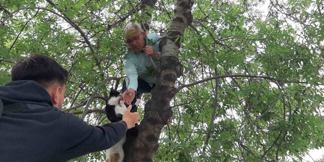 Yavru Kediyi Annesine Kavuşturmak İçin Hayatını Hiçe Sayarak Ağaca Tırmandı