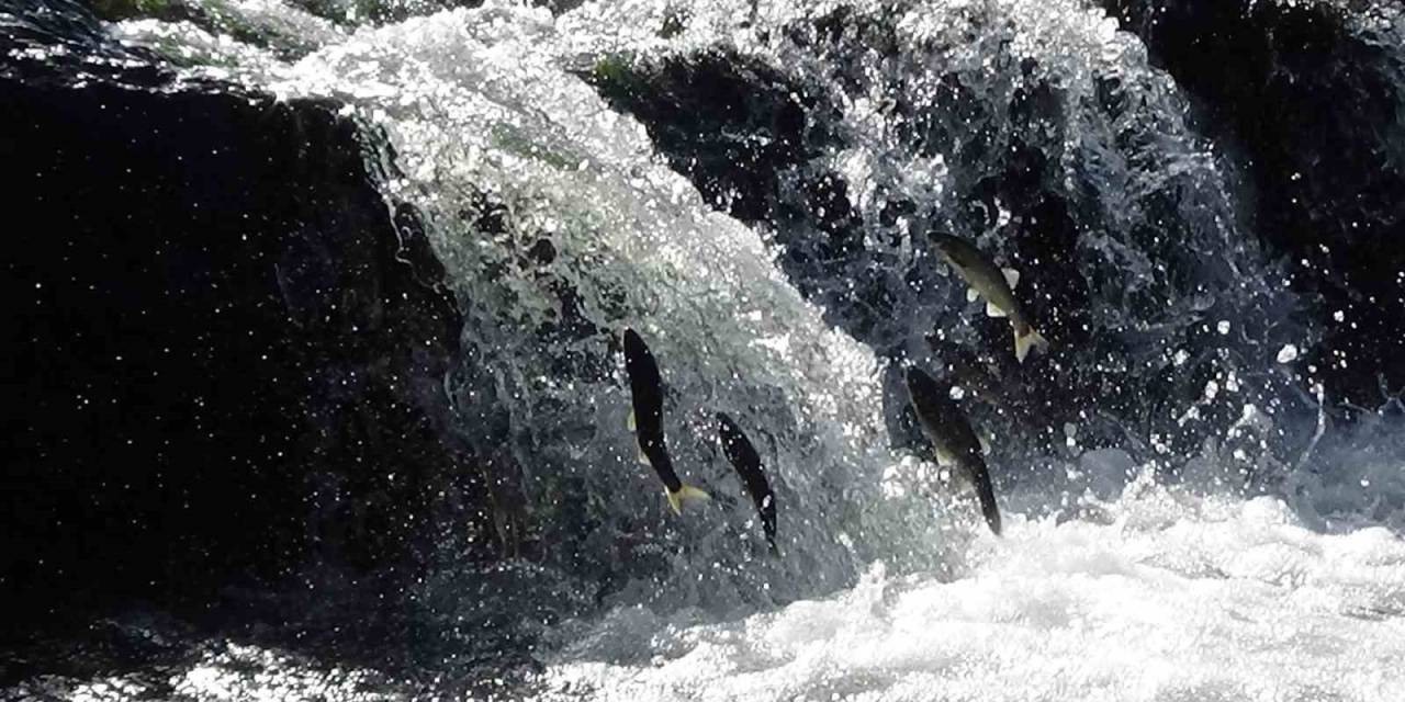 İnci Kefallerini Bekleyen Zorlu Yolculuk