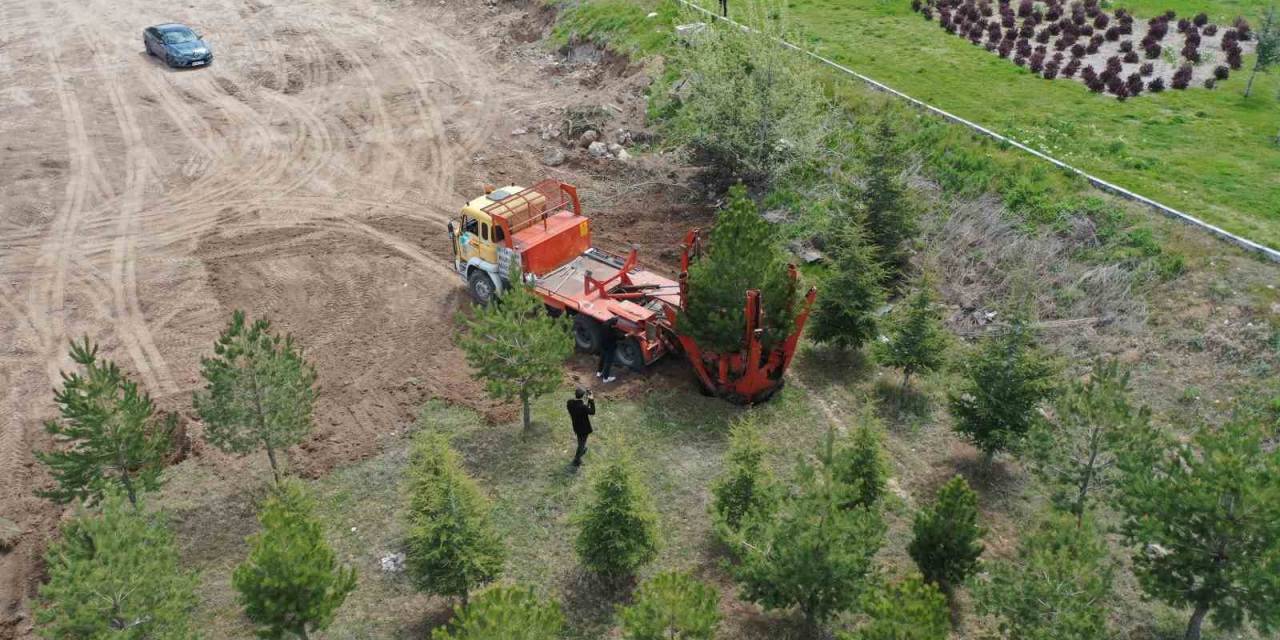 Büyükşehir, Mimarsinan Osb Kavşağı İle Refüjleri Ağaç Taşıma Yöntemi İle Ağaçlandırıyor
