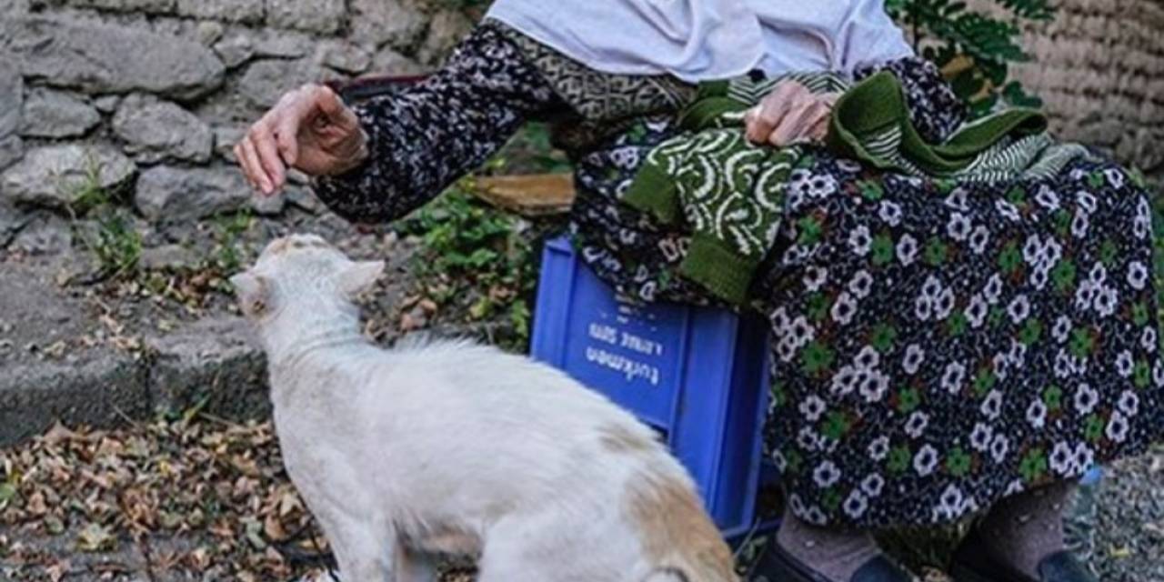 Sokak Kedileri Öksüz Kaldı