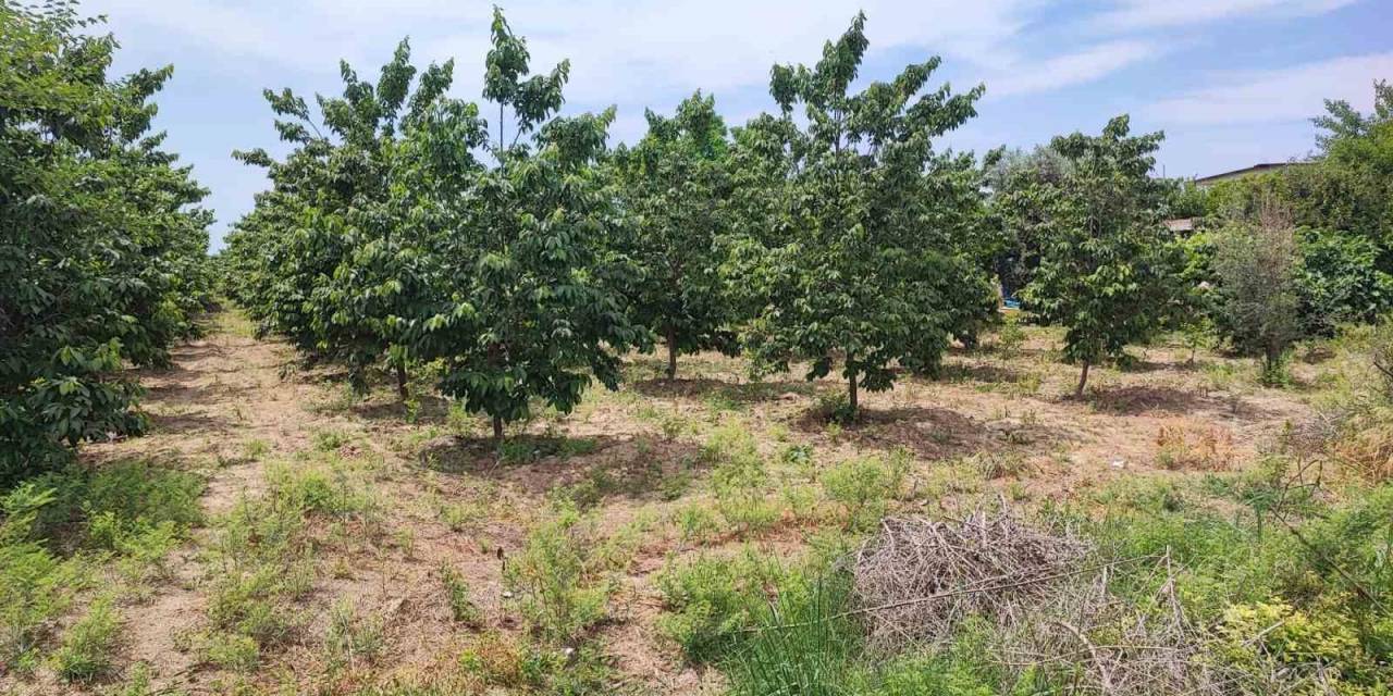 Adana’da Hurma Bahçesinde Boğazı Kesilmiş Erkek Cesedi Bulundu