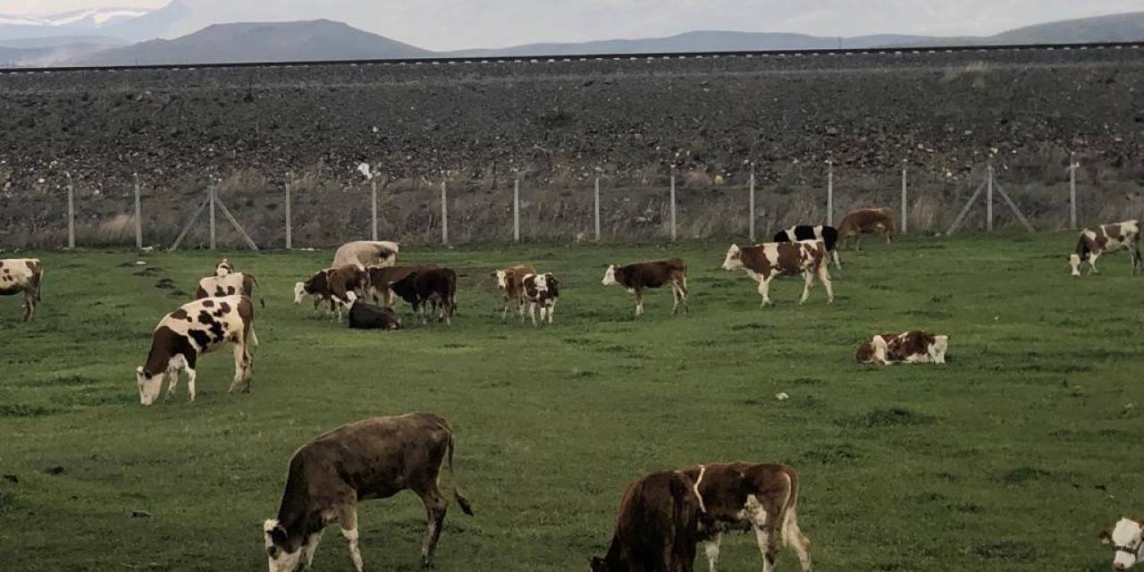 Kars’ta Meralar Renklendi
