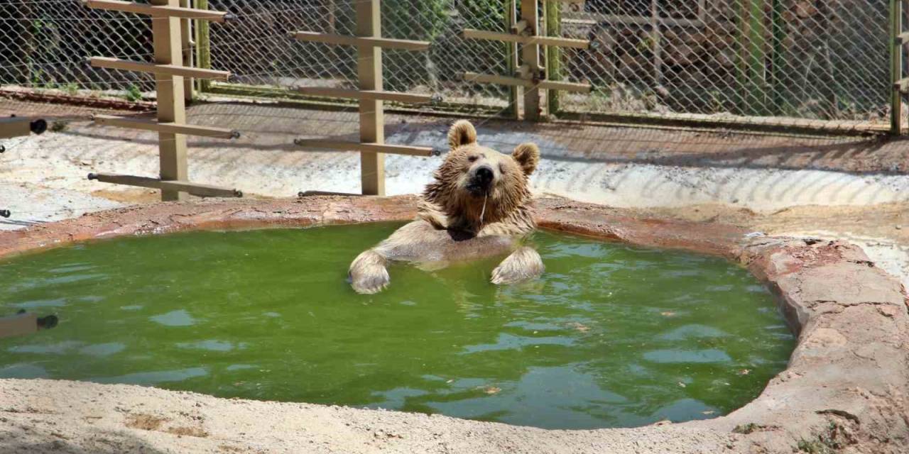 Sıcaktan Bunalan Boz Ayı Ailesinin Havuz Keyfi