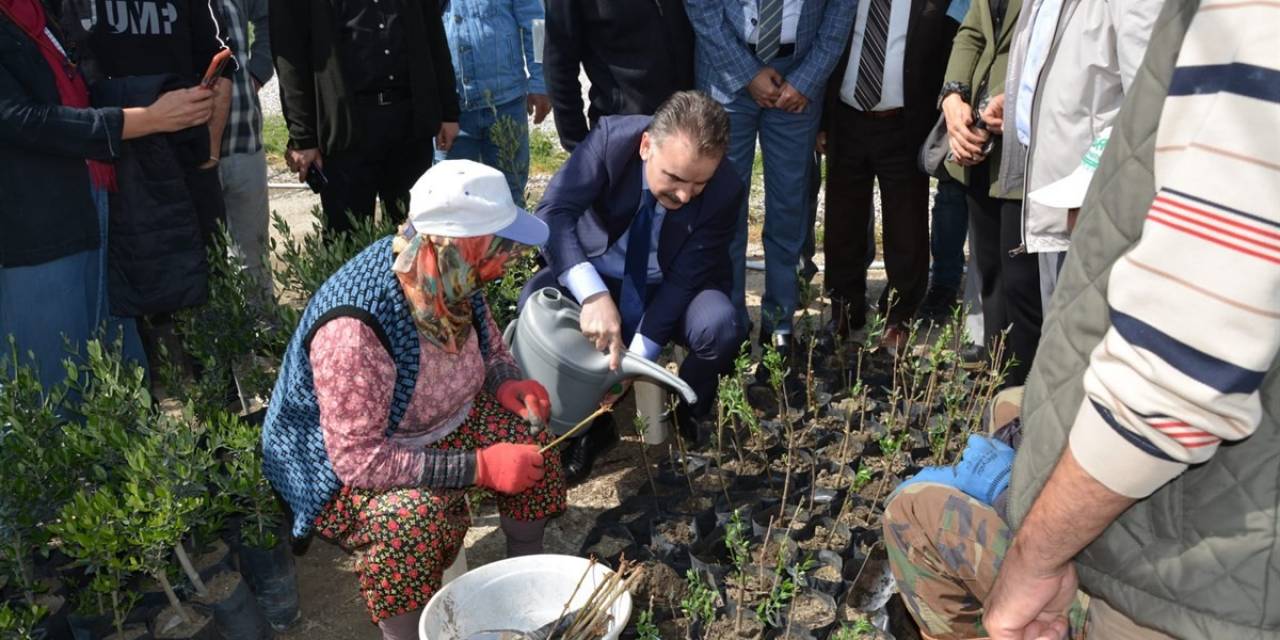Kursiyerler Uygulamalı Olarak Zeytin Budadı