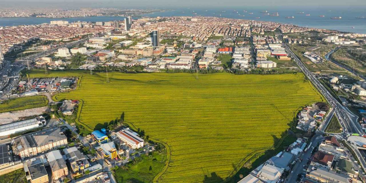Istanbul’da Kanola Tarlası Manzarası Görenleri Mest Etti