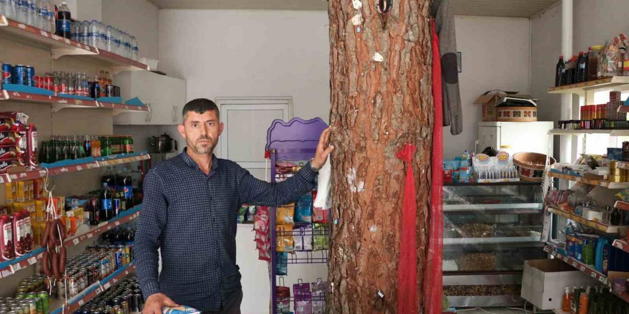 İş Yerinin Ortasından Geçen Ağaç Dikkat Çekiyor