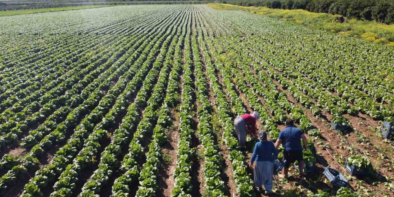 Tarımda Üretici Enflasyonu Nisanda Yüzde 71,52’ye Geriledi