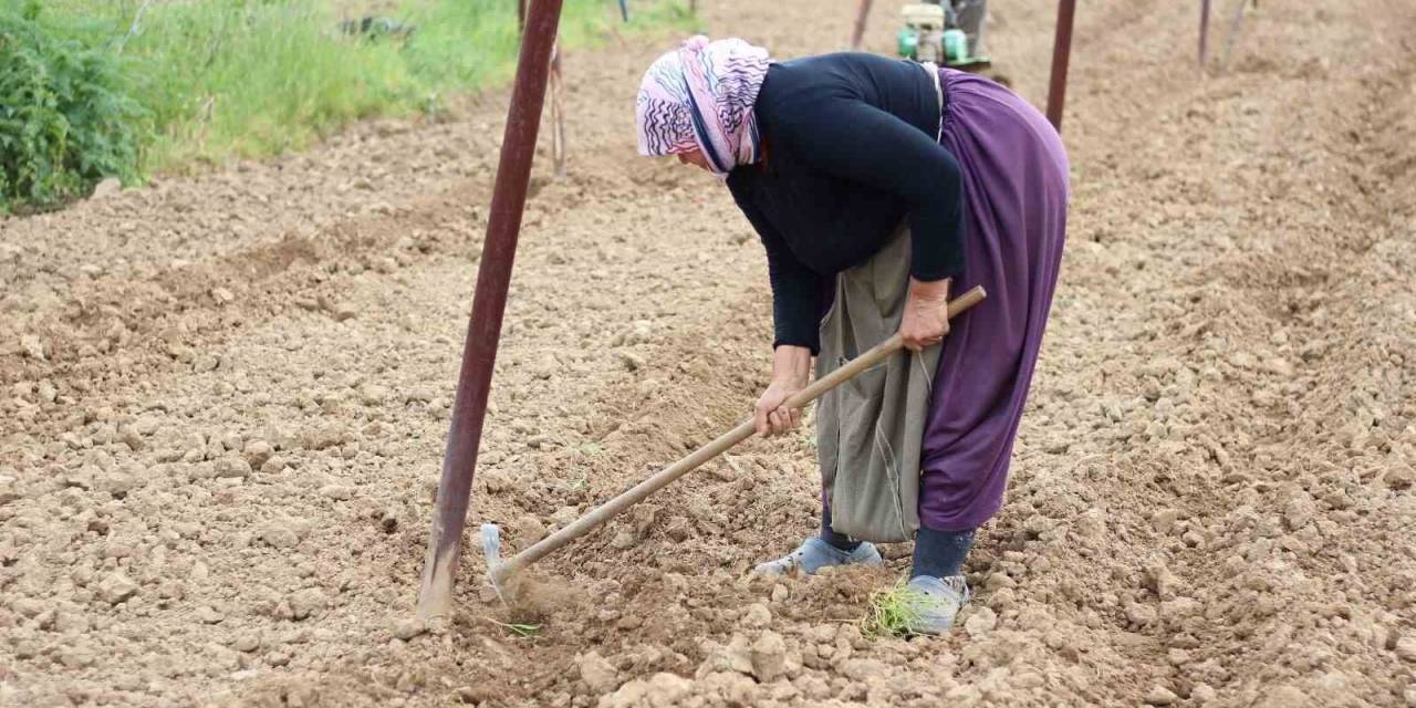 Tescilli Pazaryeri Boncuk Fasulyesi Tohumları Toprakla Buluşmaya Başladı