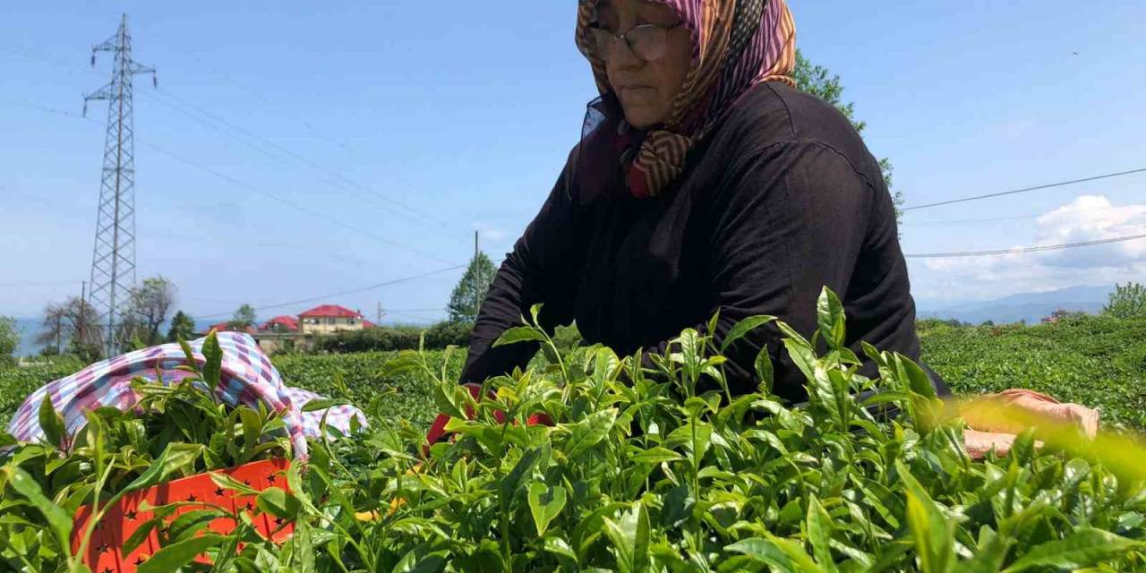 Rize’de Yaş Çay Üreticileri Bahçelere Girmeye Başladı