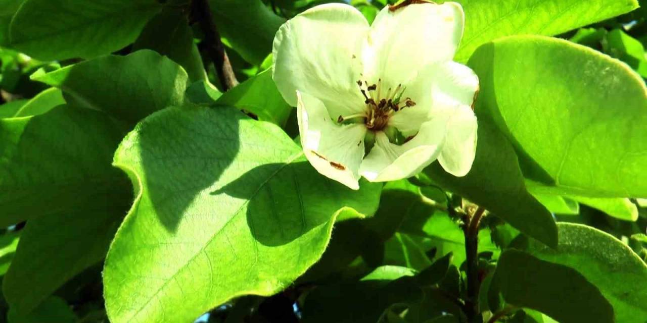 Adına Şarkılar Yazılan Dalların Altın Sarısı Ayva Çiçek Açtı