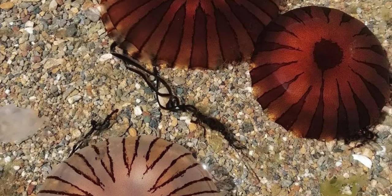 Erdek Ve Kapıdağ Yarım Adası Kıyılarında Pusula Denizanası Uyarısı