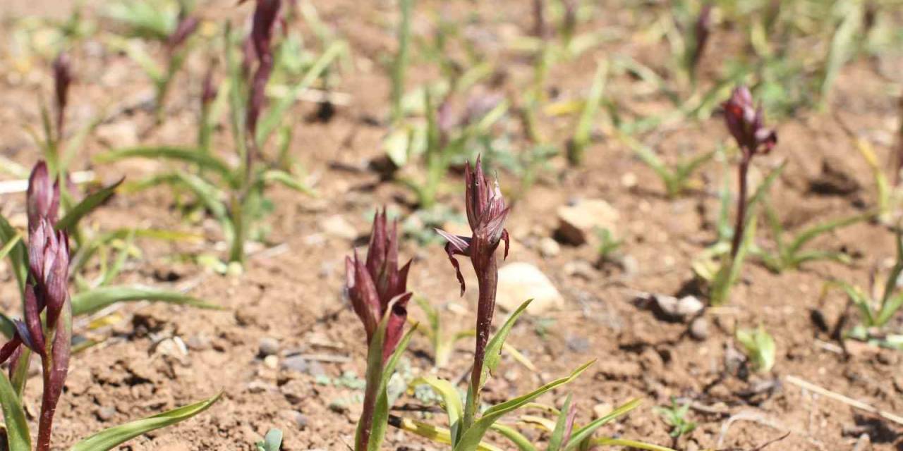 Ergani’de Salep Yetiştiriciliğine 1 Milyon 507 Bin 128 Tl Tahsis Edildi