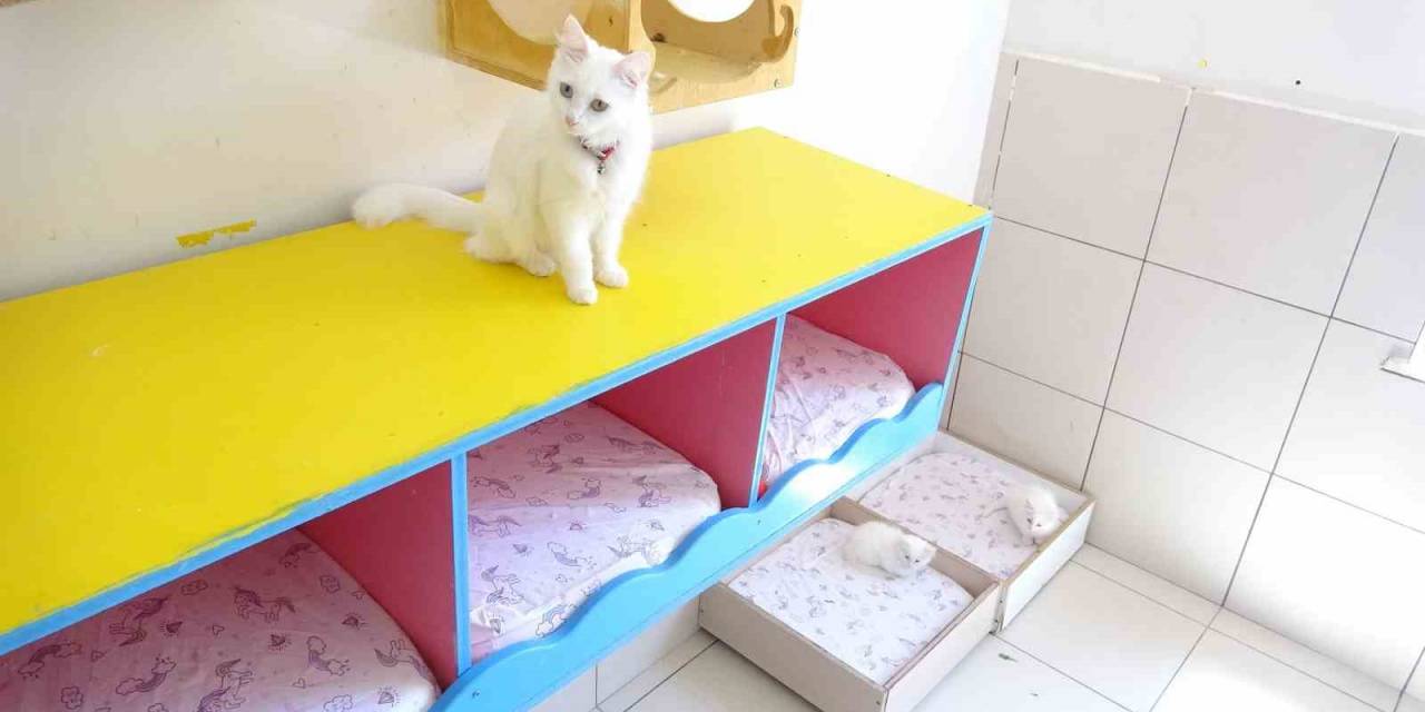 En Güzel Van Kedisi Bu Yıl 4 Yavru Daha Doğurdu