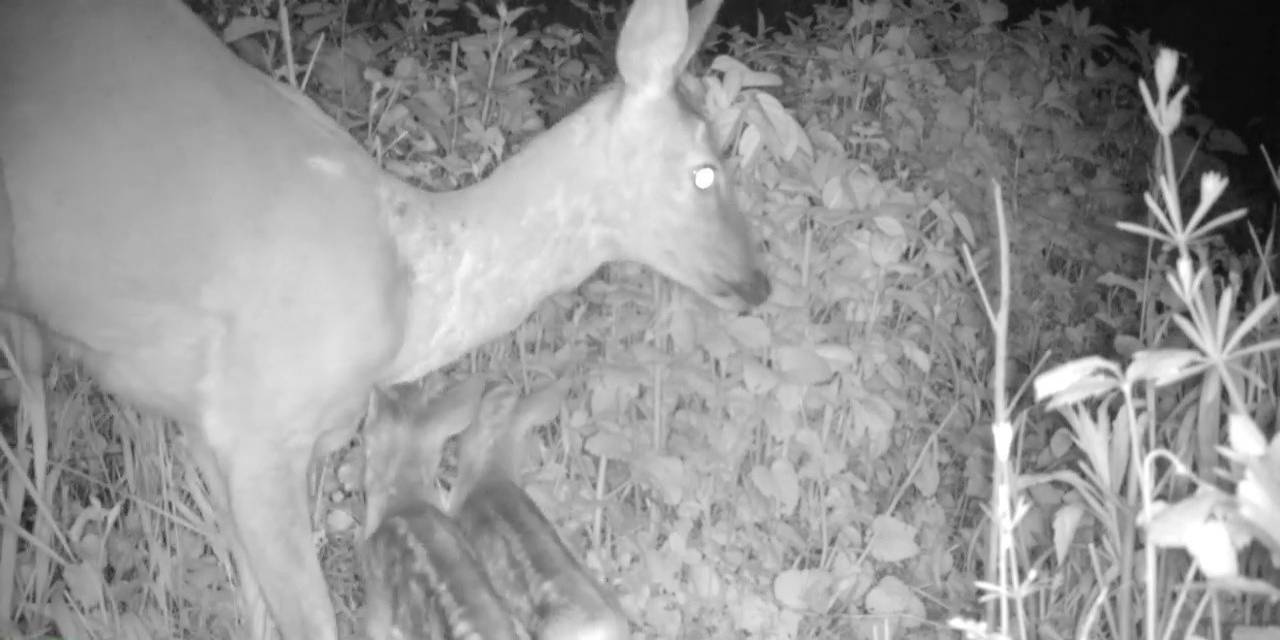 Yavru Karacalar Annelerine Kavuştu