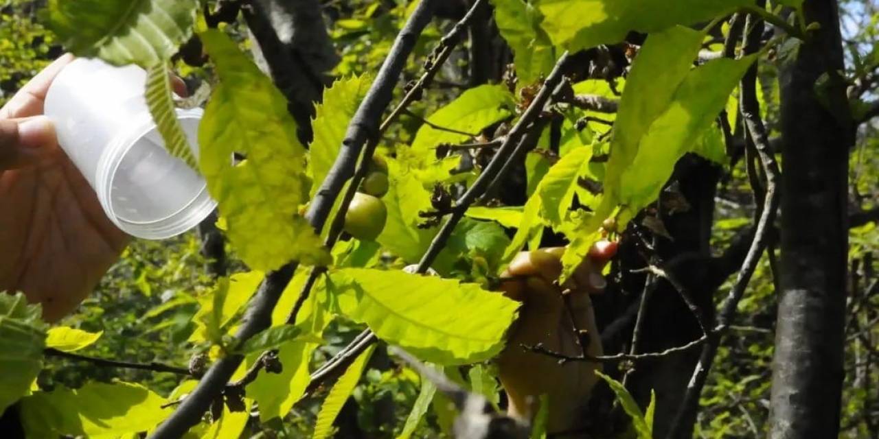 Kastamonu’da ’katil Gal Arısı’yla Mücadele Devam Ediyor