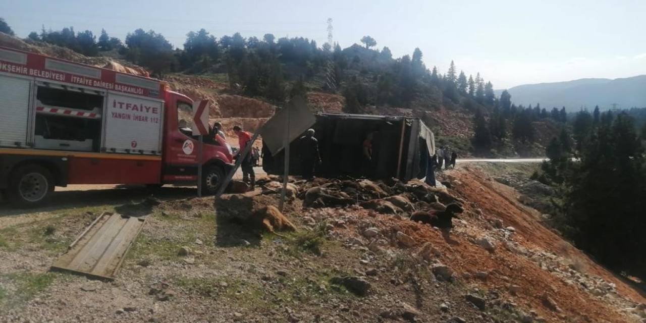 Tır Devrildi, 60 Hayvan Telef Oldu