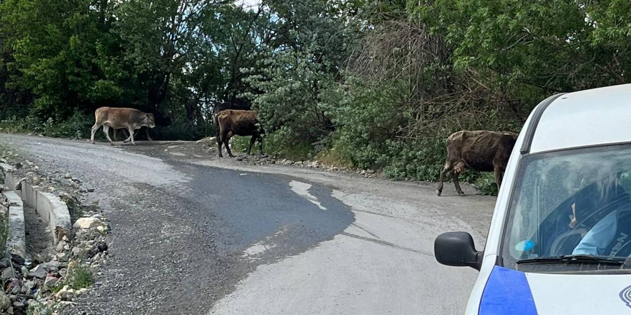 Havalar Isındı, Başıboş İnekler Kent Merkezine Salındı